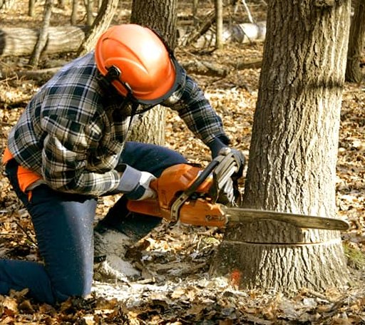 Tree Removal in Ernul, NC